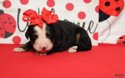 Bernese Mountain Dog dogs for sale: Pebbles - Image 63