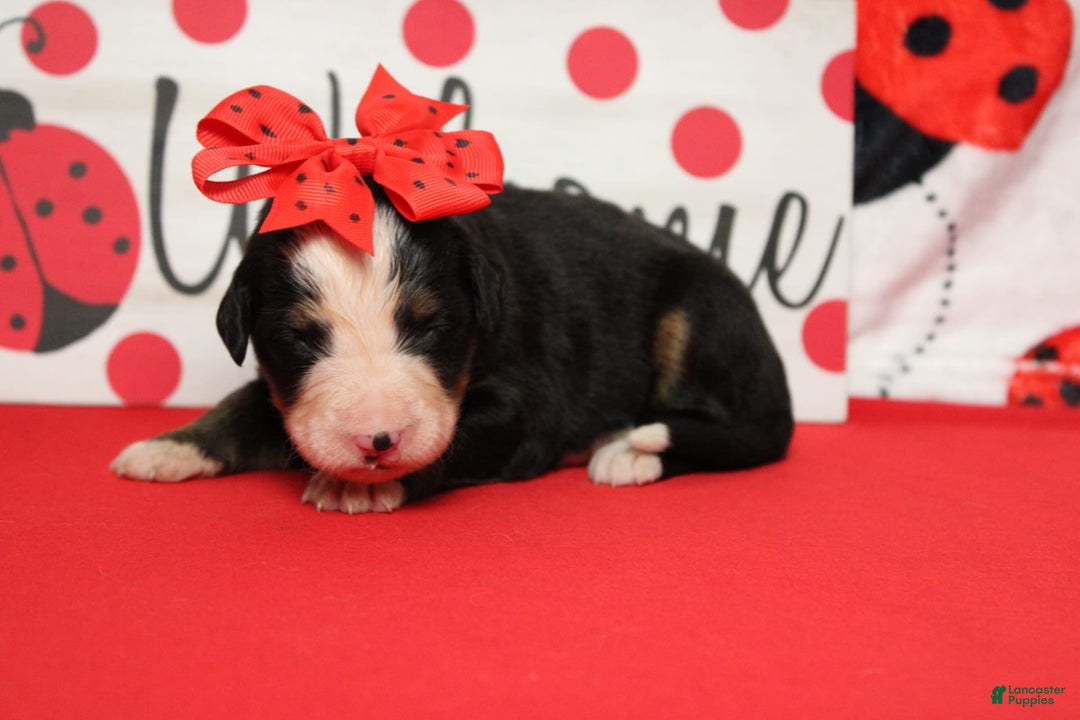 Bernese Mountain Dog dogs for sale: Pebbles - Image 63