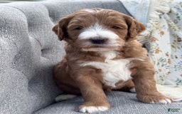 Goldendoodle dogs for sale: Charlotte - Image 11