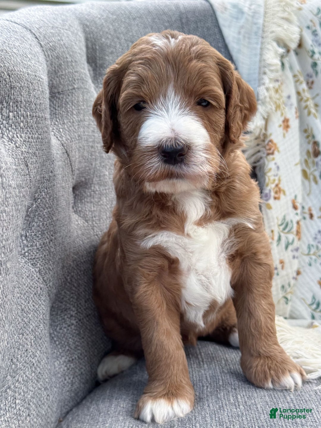 Goldendoodle dogs for sale: Charlotte - Image 11