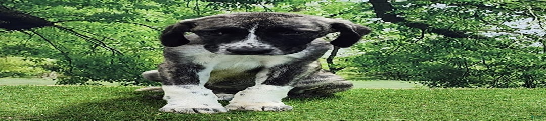 AKC Dusty 2025 Male 6