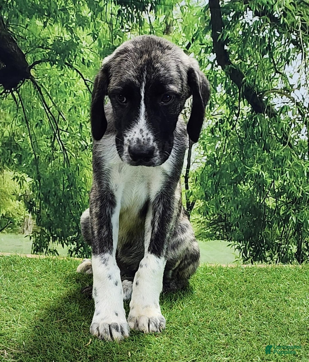 Anatolian Shepherd dogs for sale: AKC Dusty 2025 Male 6 - Image 3