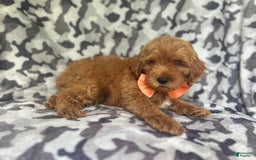 Cockapoo dogs for sale: Niko - Image 8