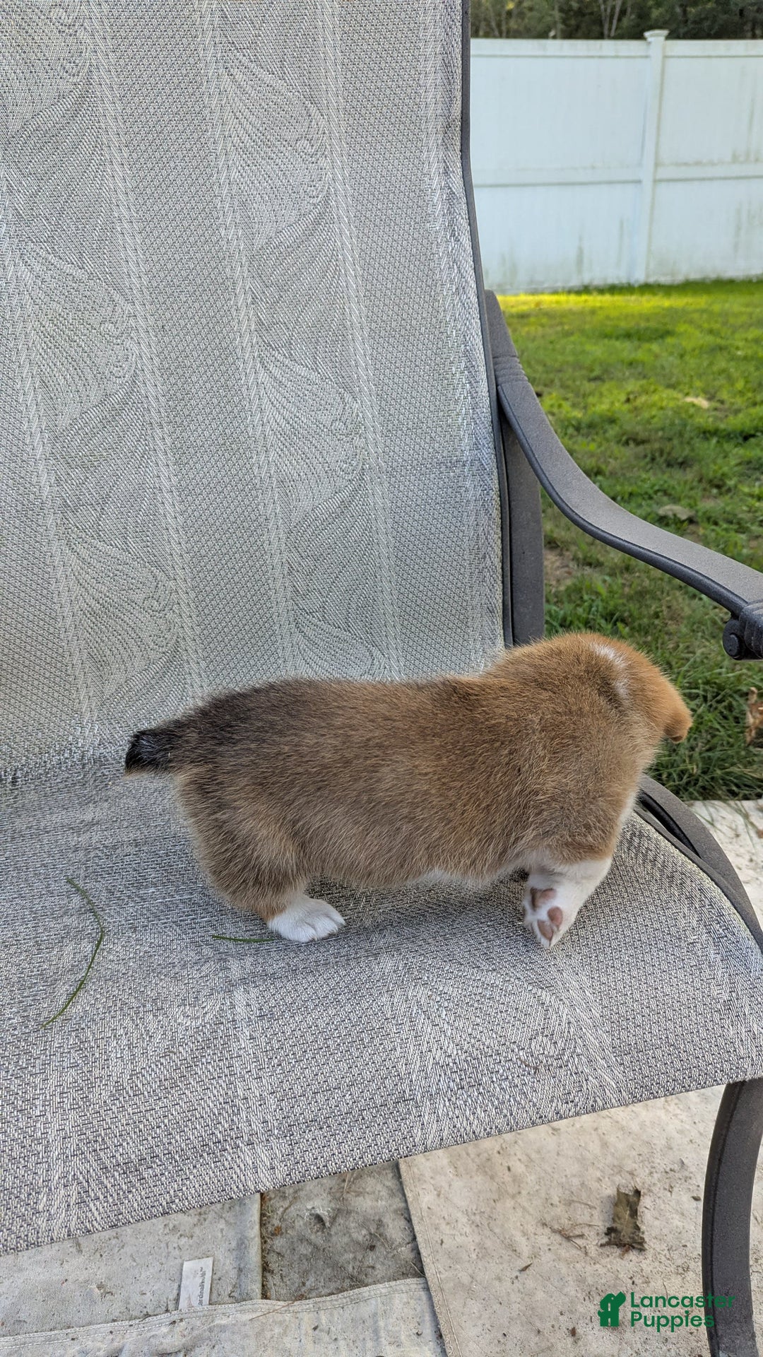 Welsh Corgi Pembroke dogs for sale: Redwhitefemale - Image 2