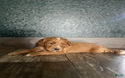Cavapoo dogs for sale: River - Image 2