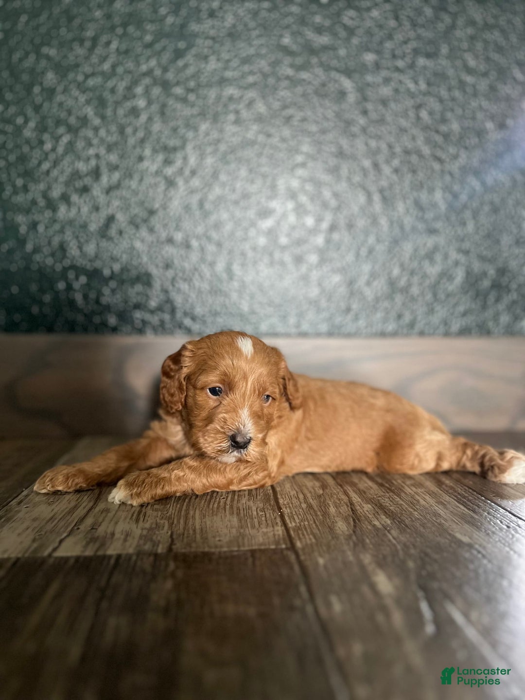 Cavapoo dogs for sale: River - Image 2