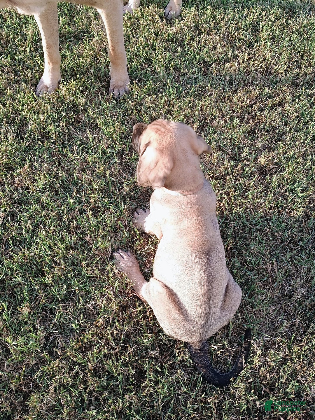 English Mastiff dogs for sale: Khaki Boy🤎 - Image 2