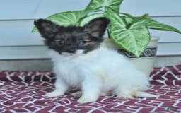 Papillon dogs for sale: Mia - Image 1