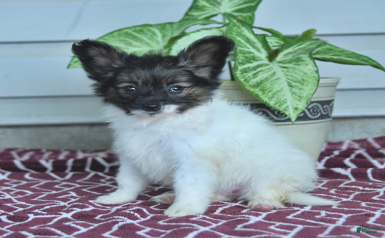 Papillon dogs for sale - Ad 4