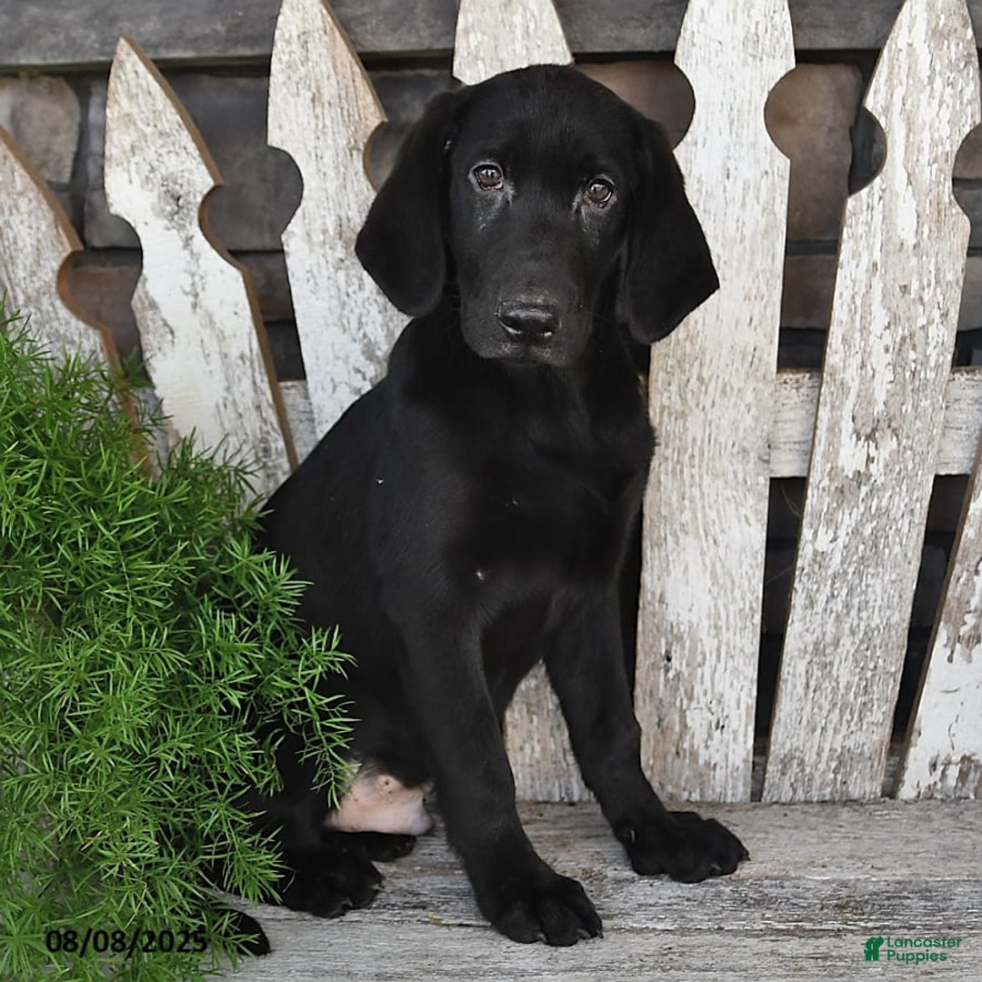 Labrador Retriever dogs for sale: Cody - Image 6