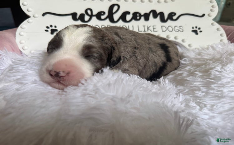 Bernedoodle dogs for sale - Ad 5