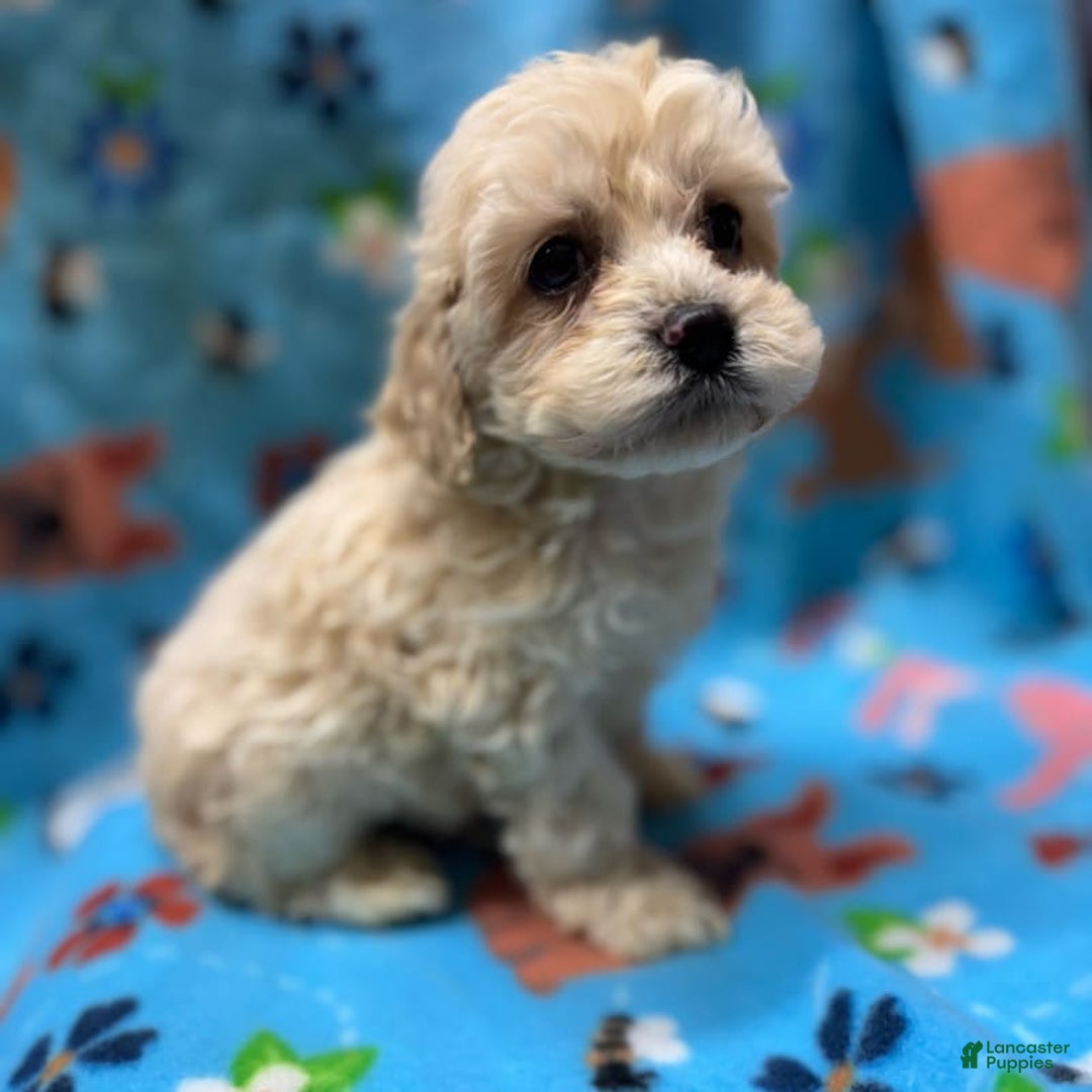 Cockapoo dogs for sale: Toy Cockapoos - Image 3