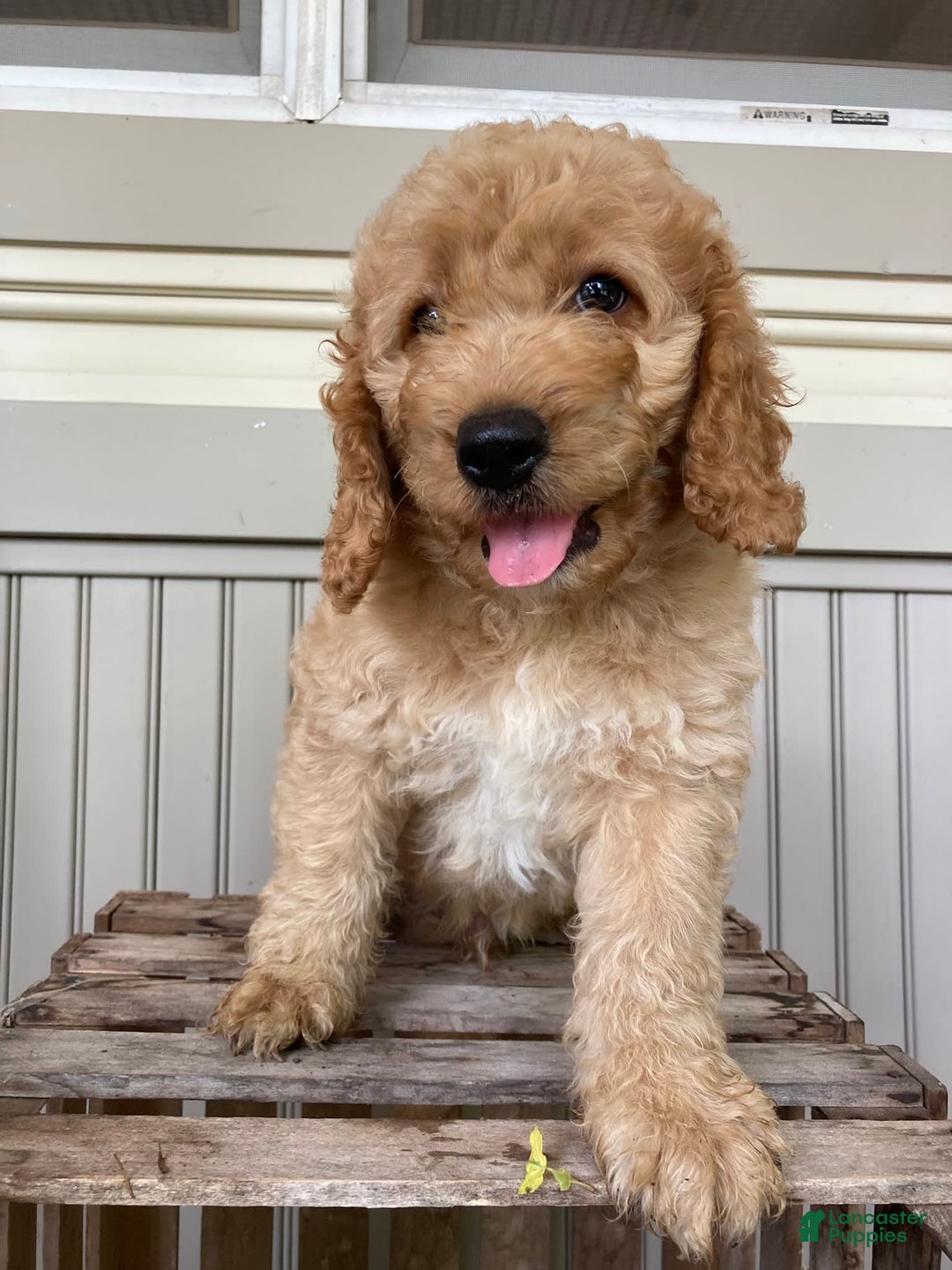 Labradoodle dogs for sale: Rusty - Image 13