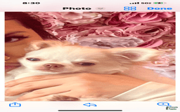 Chihuahua dogs for sale: Duke - Image 6