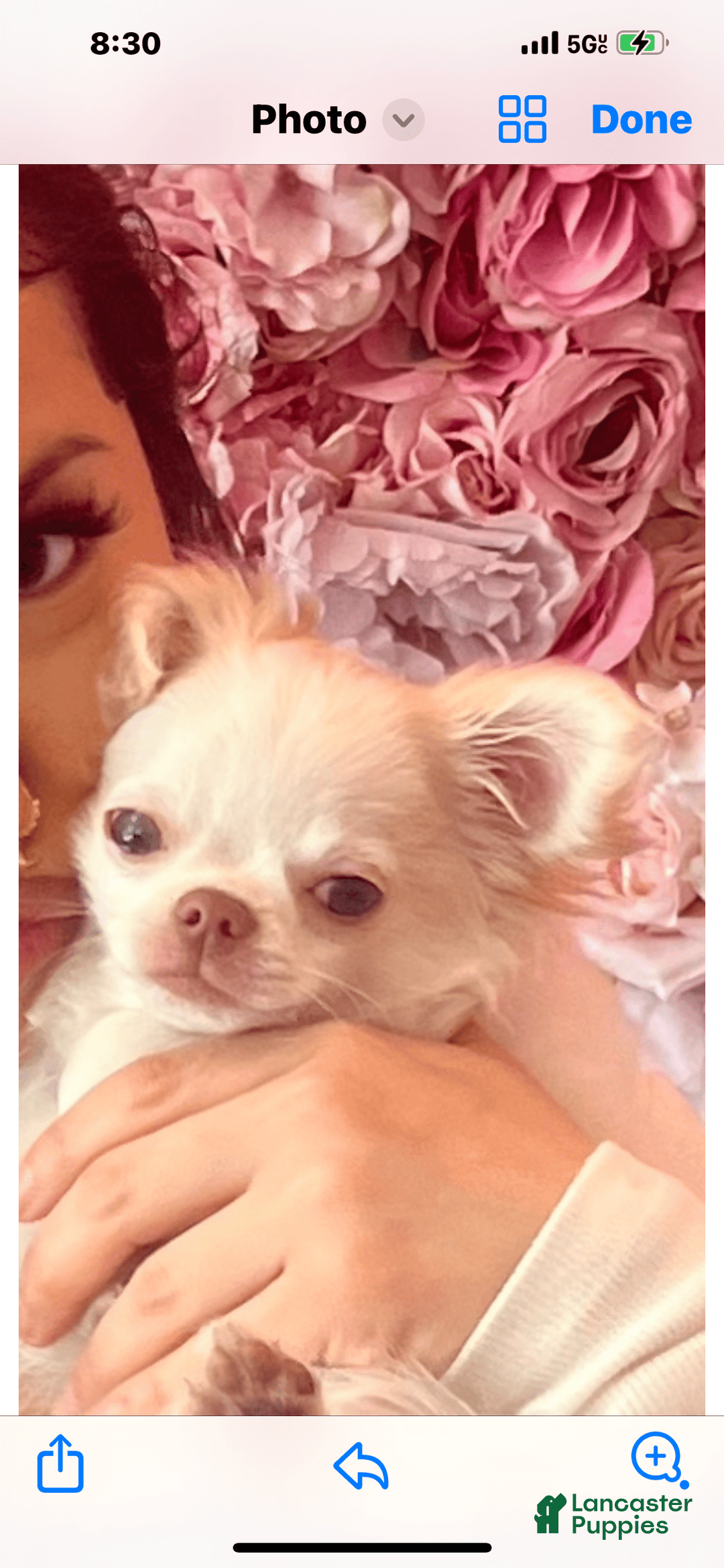 Chihuahua dogs for sale: Duke - Image 6
