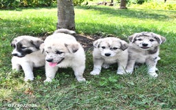 Great Pyrenees dogs for sale: Trixie - Image 2
