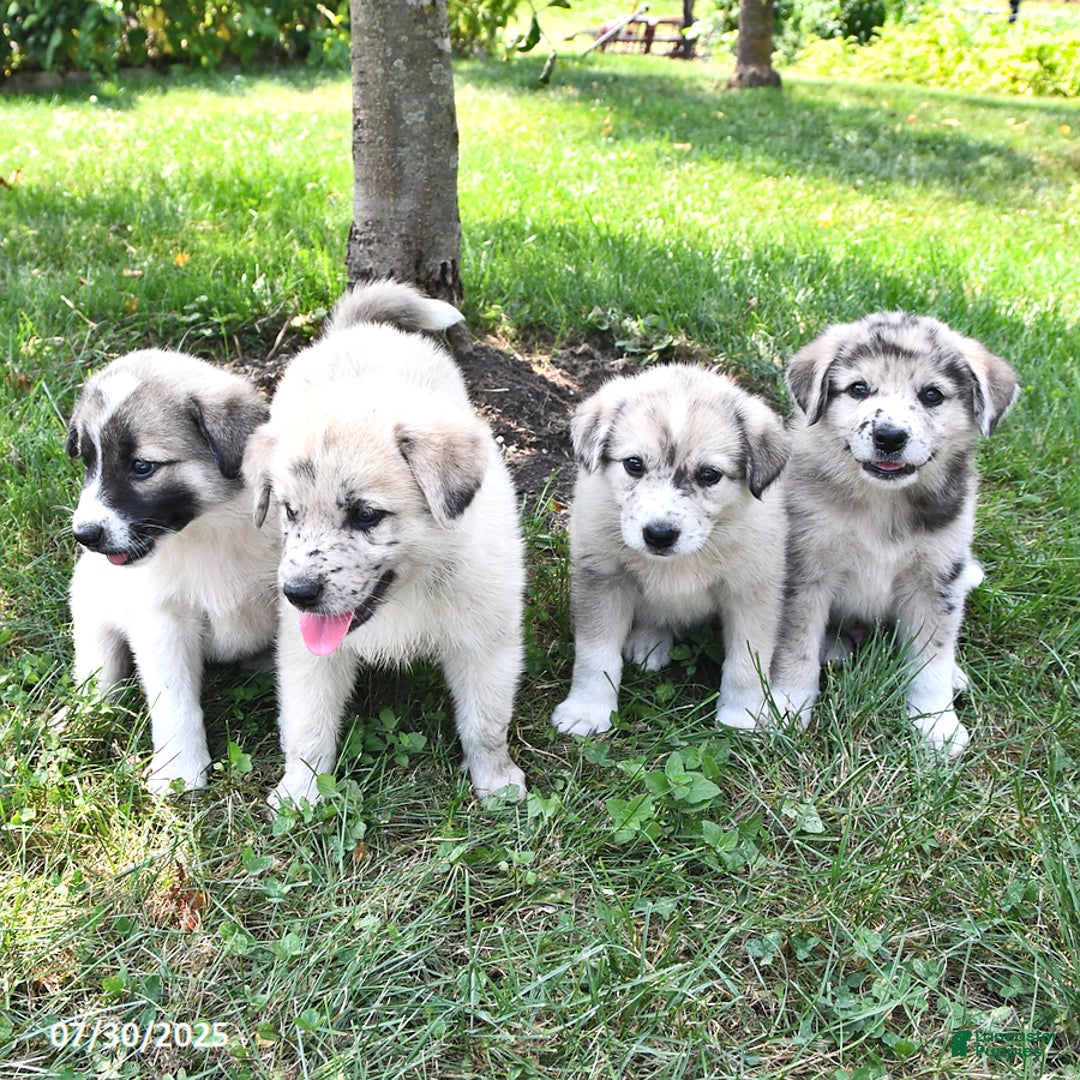 Great Pyrenees dogs for sale: Trixie - Image 2