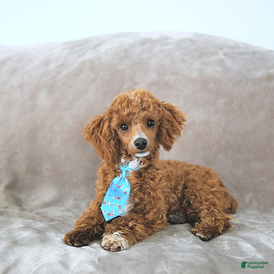 Toy Poodle dogs for sale: Kobey - Image 17