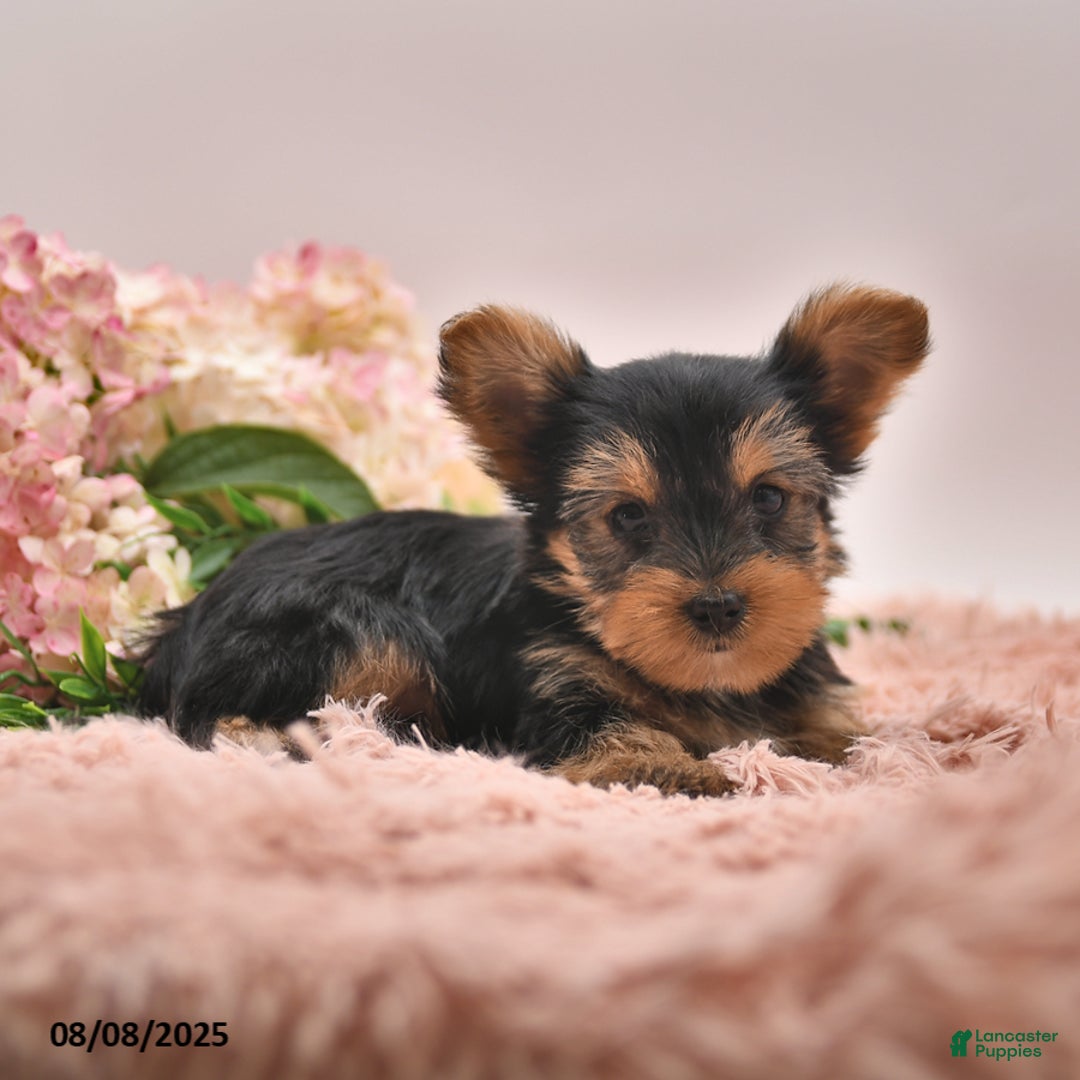 Yorkshire Terrier dogs for sale: Radley - Image 2