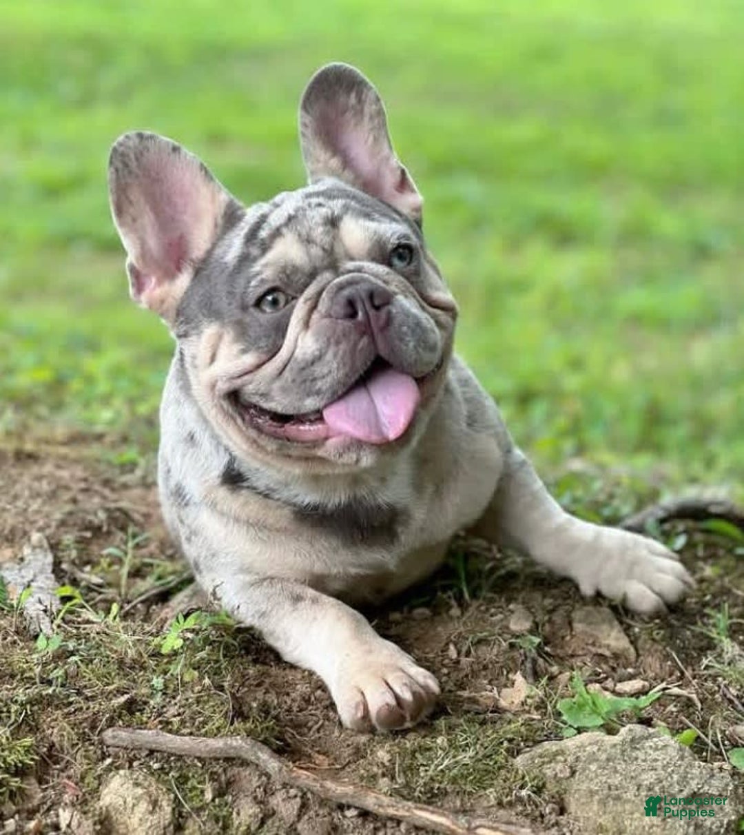 French Bulldog dogs for sale: Rony - Image 6