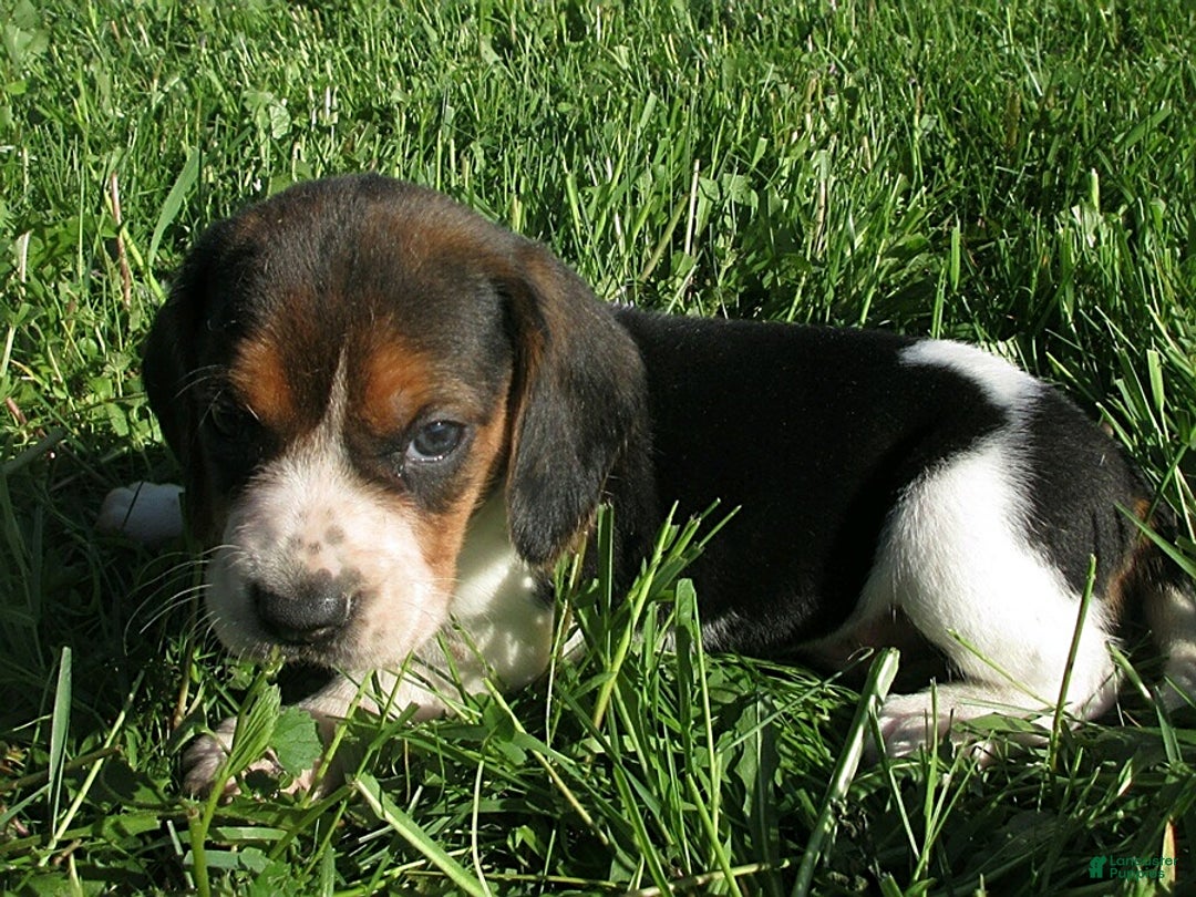 Beagle dogs for sale: Wanda - Image 2