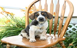 Beagle dogs for sale: Lucy - Image 1