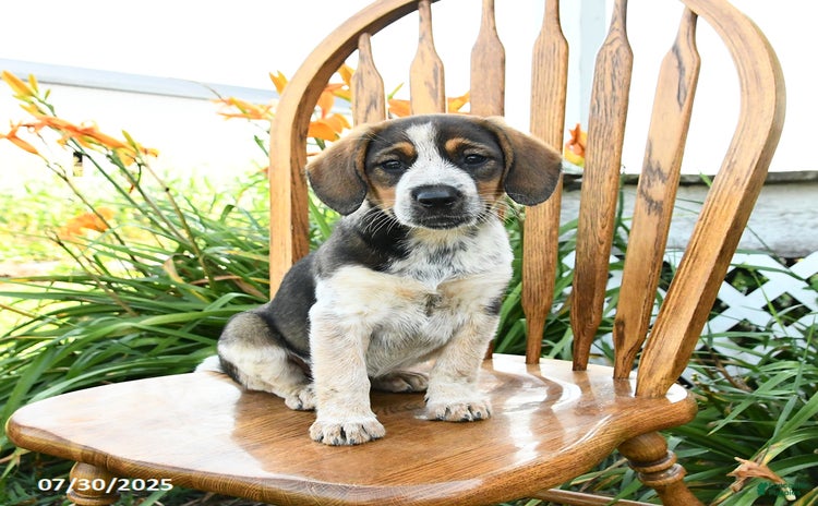 Beagle dogs for sale - Ad 3
