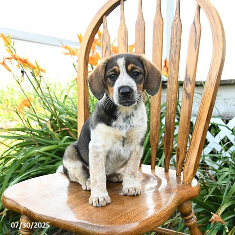 Beagle dogs for sale - Ad 3