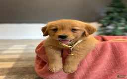 Golden Retriever dogs for sale: Honey - Listing for pets: Honey - Image 1