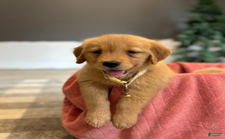 Golden Retriever dogs - Advert 1