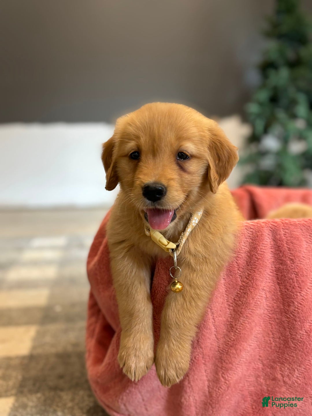 Golden Retriever dogs for sale: Honey - Listing for pets: Honey - Image 1