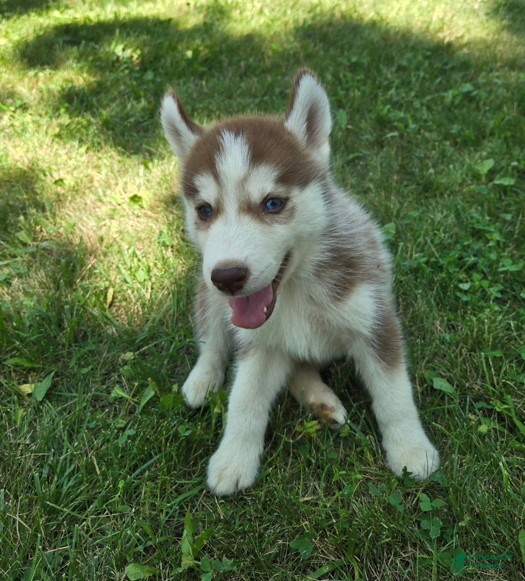 Siberian Husky dogs for sale: Poe - Image 2