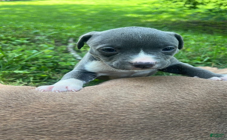American Bully dogs for sale - Ad 2