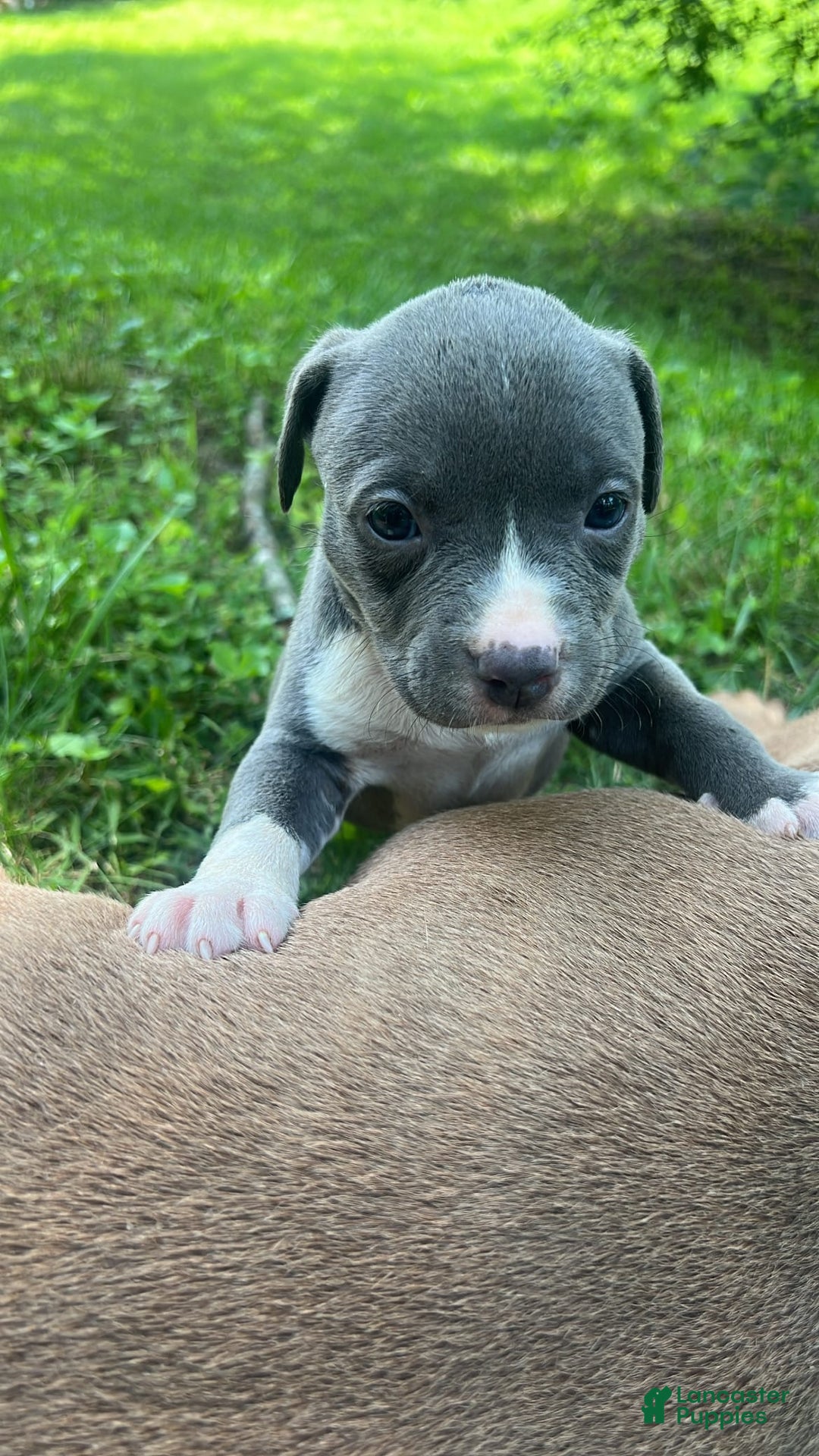 American Bully dogs for sale: Luna - Image 1