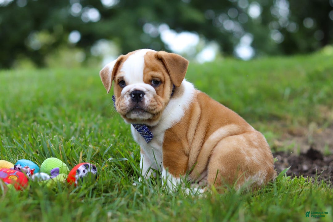 Beabull dogs for sale: Odell - Image 9