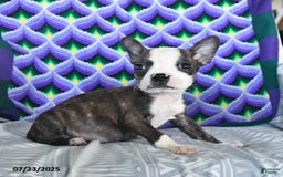 Boston Terrier dogs for sale: Billy - Image 2