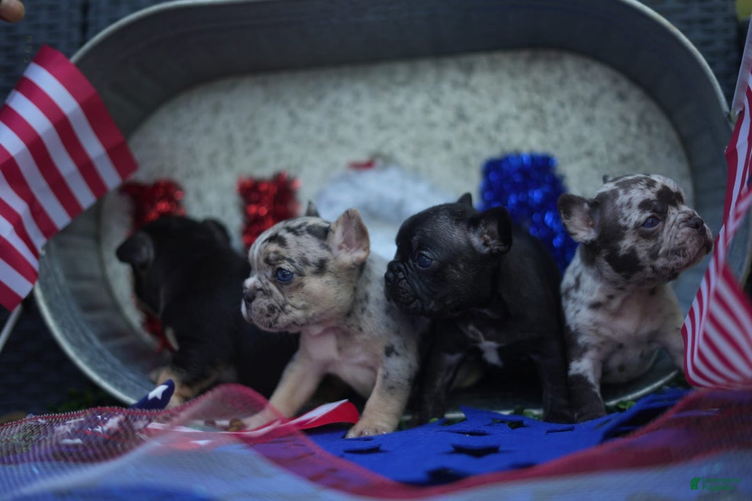 French Bulldog dogs for sale: Maple - Image 6