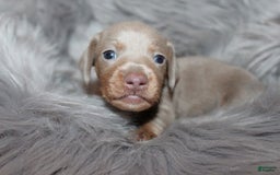 Dachshund dogs for sale: Stella Male 3 - Image 7
