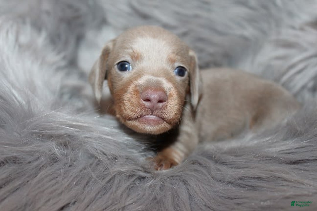 Dachshund dogs for sale: Stella Male 3 - Image 7