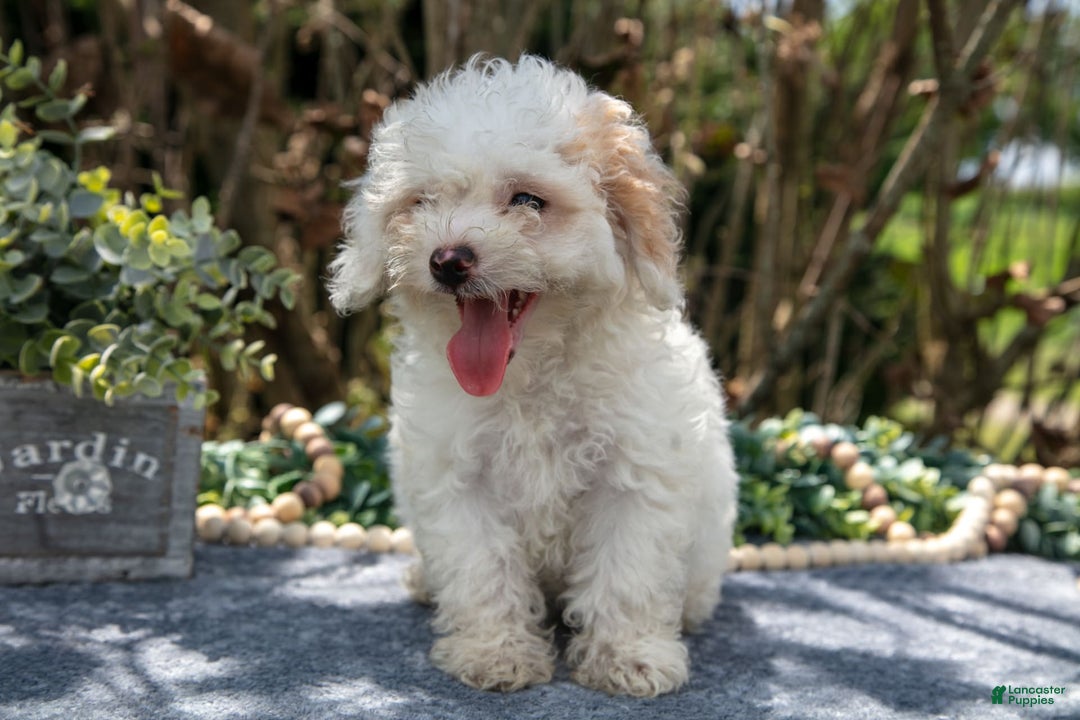 Cavapoo dogs for sale: Sarah - Image 3