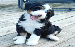 Mini Bernedoodle dogs for sale: Tommy - Image 1