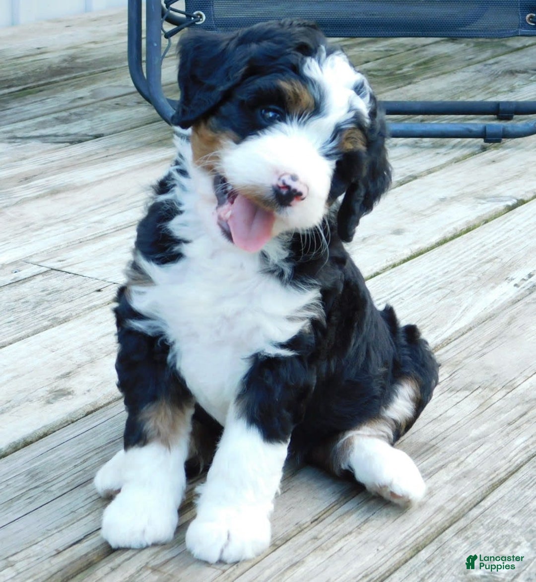 Mini Bernedoodle dogs for sale: Tommy - Image 1