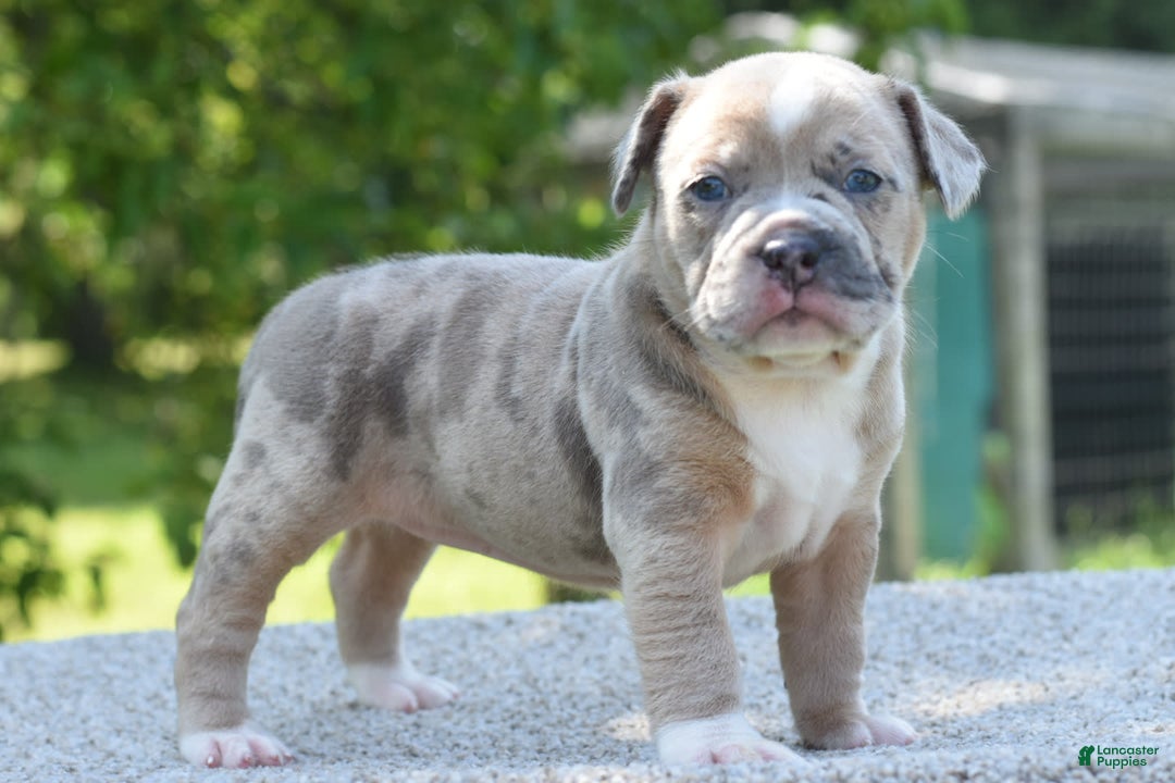 Olde English Bulldogge dogs for sale: Rosie Mini Bulldogge - Image 24