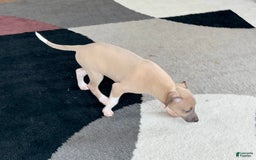 Italian Greyhound dogs for sale: Noah - Image 1