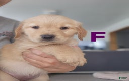 Golden Retriever dogs for sale: Miss Burgundy - Image 3