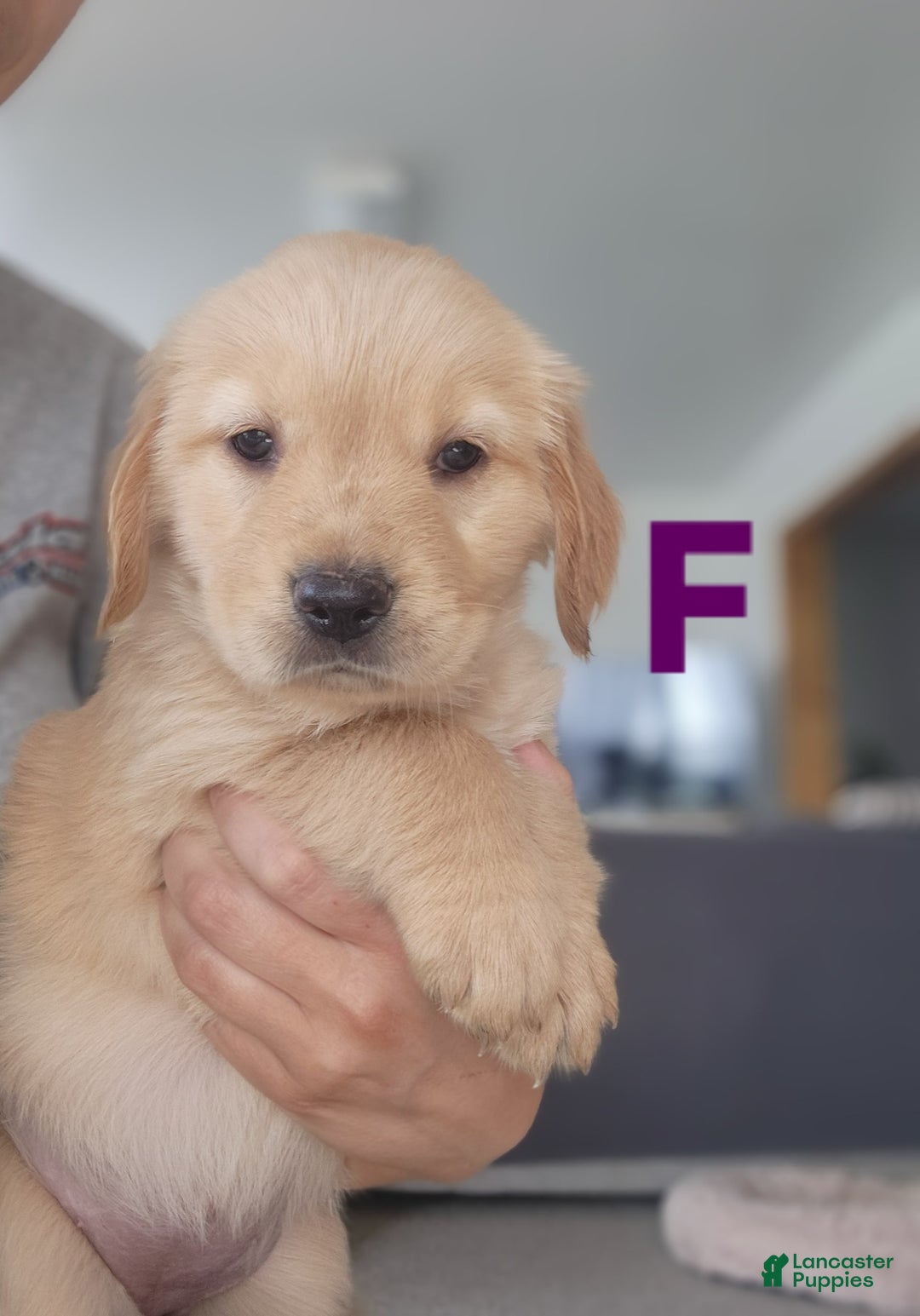 Golden Retriever dogs for sale: Miss Burgundy - Image 3