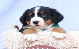 Bernese Mountain Dog dogs for sale: Snoopy - Image 10