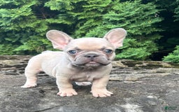 French Bulldog dogs for sale: Genius - Image 5