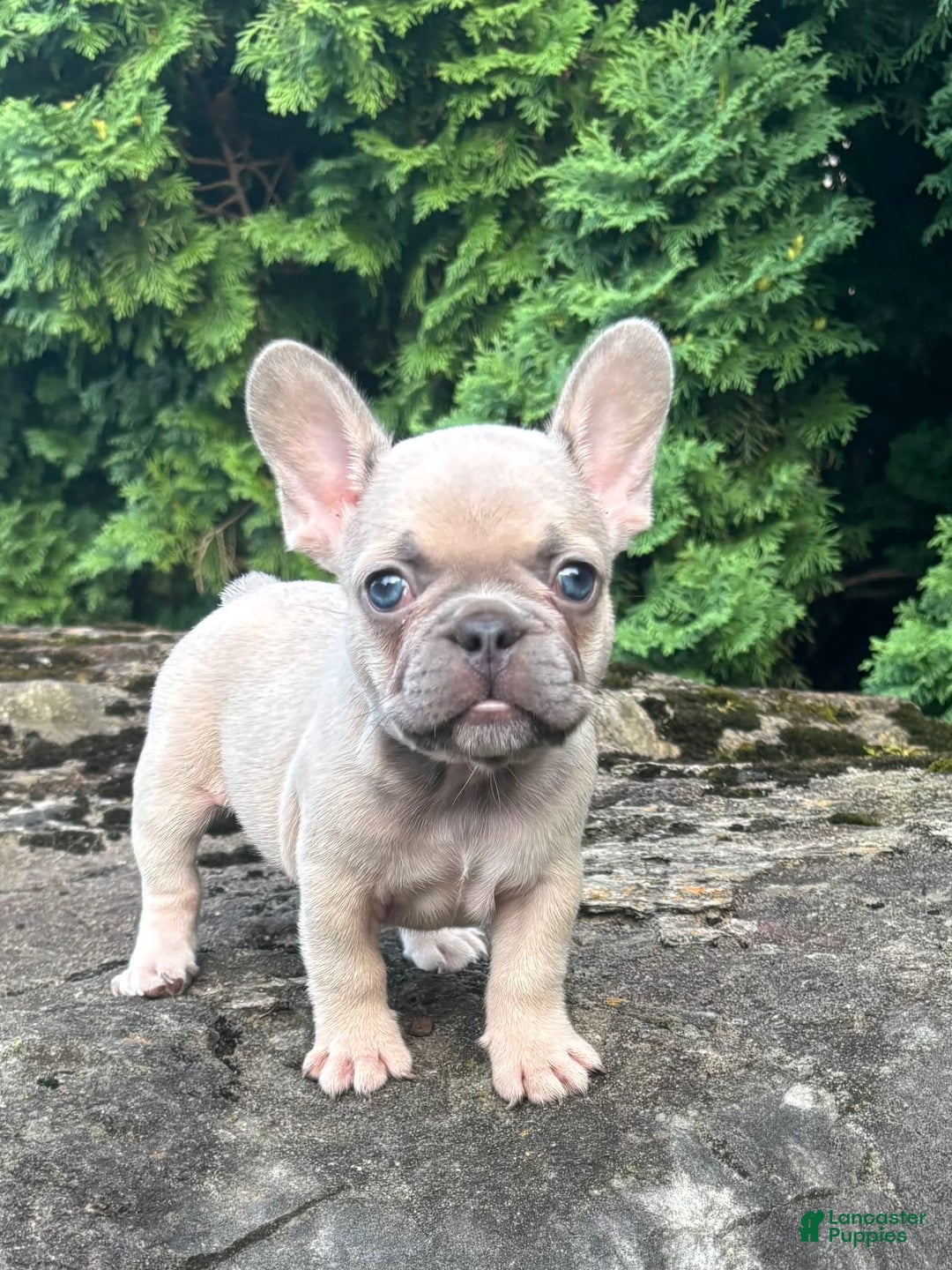 French Bulldog dogs for sale: Genius - Image 5