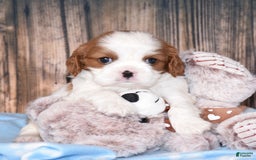 Cavalier King Charles Spaniel dogs for sale: Fritz - Image 3